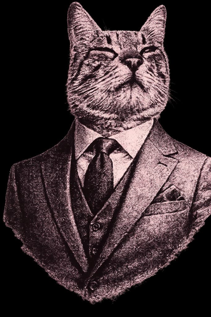 Taco the Cat — default avatar